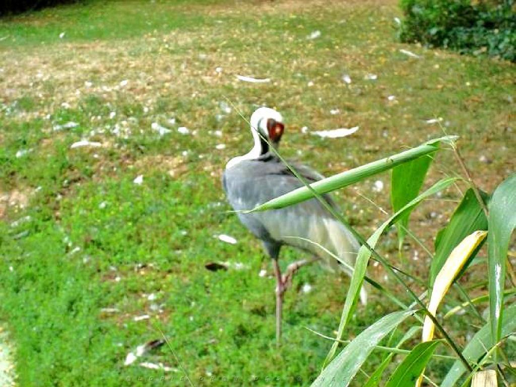 149 BIO PARC DE DOUE LA FONTAINE 5- 2016_000020.jpg